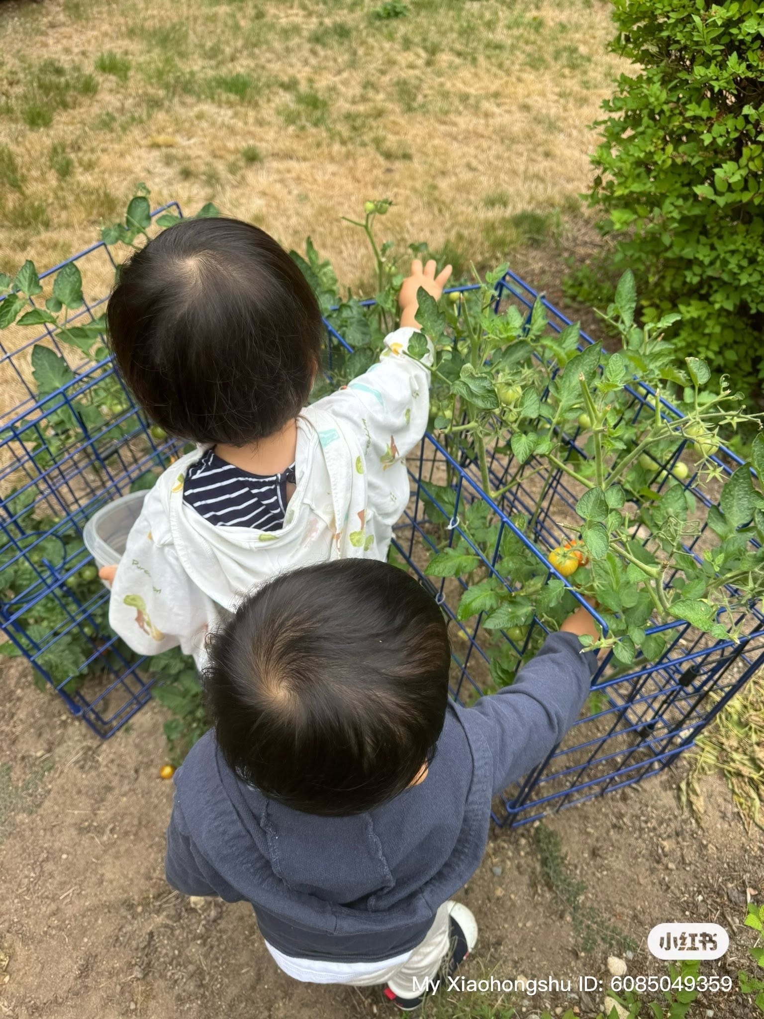 Panda Bear Childcare — children picking tomatoes garden overhead view
